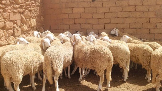 انطلاق عملية ترقيم الأغنام والماعز المعدة لعيد الأضحى 1440