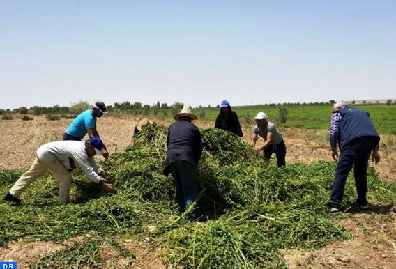 اتلاف حقول النعناع غير المطابقة لمواصفات السلامة الصحية للمنتجات الغذائية