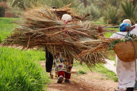 تعداد النساء القرويات بالمغرب في 2019 يناهز 5ر6 مليون نسمة