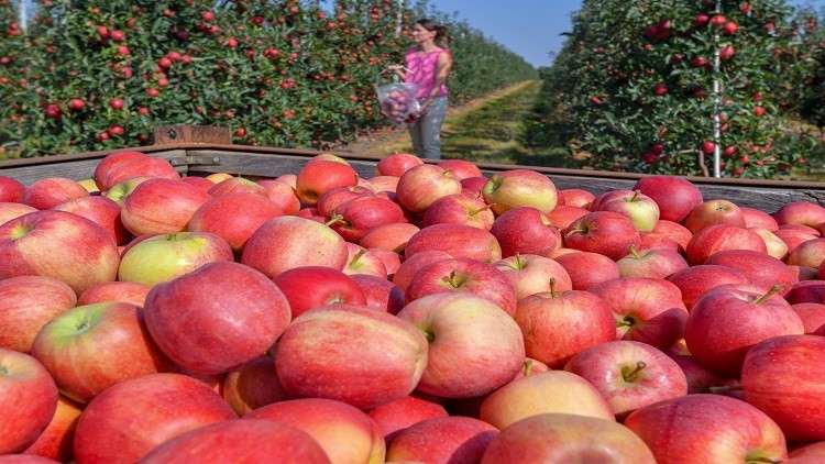 ميدلت تحتفي بـ”التفاح” من 10 إلى 13 أكتوبر