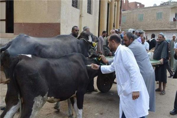 تحصين أزيد من 15,5 مليون رأس من الماشية ضد أهم الأمراض الحيوانية المعدية