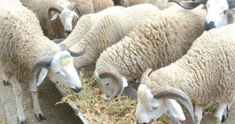 أخنوش يتحدث عن عيد الاضحى