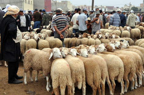 حزب مغربي يدعو الحكومة الى إلغاء عيد الأضحى