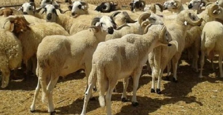 آيت الطالب يدعو الى مزيد من “النضج” و “المسؤولية ” خلال عيد الاضحى