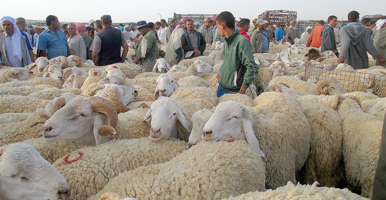 إغلاق سبعة أسواق للماشية عبر تراب المملكة لعدم التزامها بالإجراءات الصحية المطلوبة