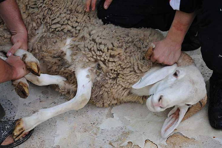 عيد الأضحى .. وزارة الداخلية تتخذ جملة من الإجراءات لتنظيم عمليات ذبح الأضاحي