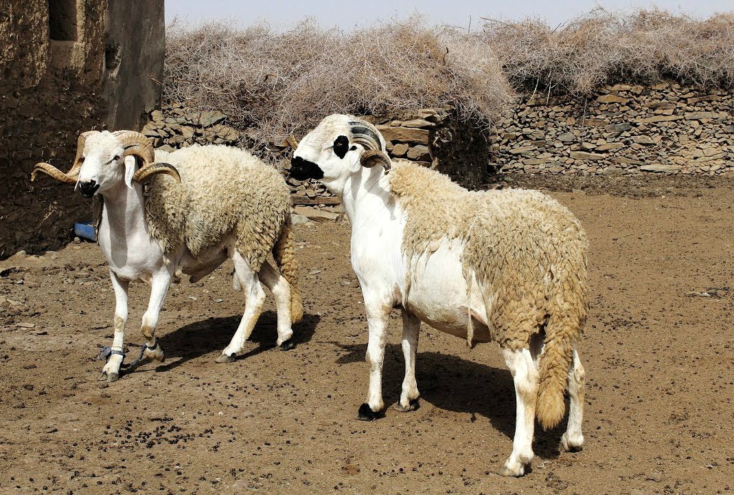 عيد الأضحى بكلميم..سوق متحرك لتنظيم عملية بيع الأضاحي تفاديا لانتشار فيروس كورونا