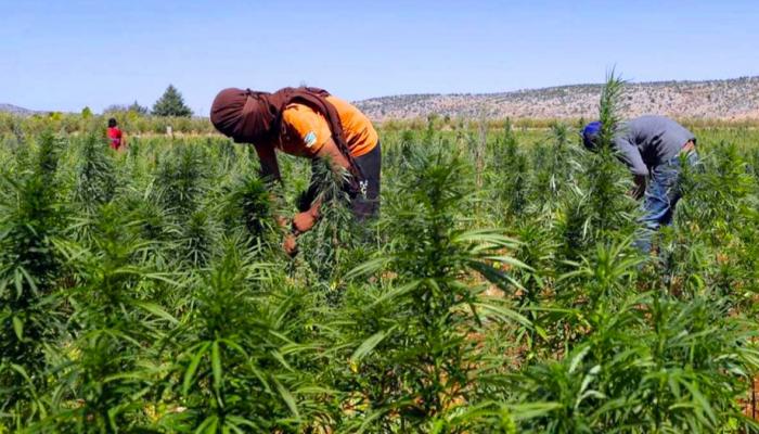 70 بالمائة من المغاربة يرون أن استهلاك القنب الهندي يؤدي إلى تفاقم الجريمة