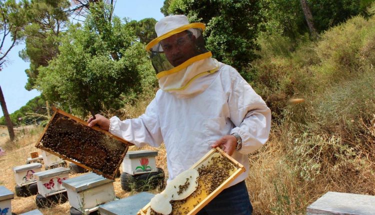 تسجيل ظاهرة غير مسبوقة بالمملكة بغياب النحل عن حقول المناحل
