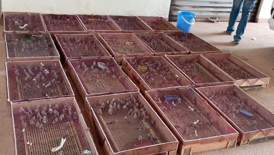 أمن وجدة يُحبط تهريب 2400 طائر حسون نحو الجزائر
