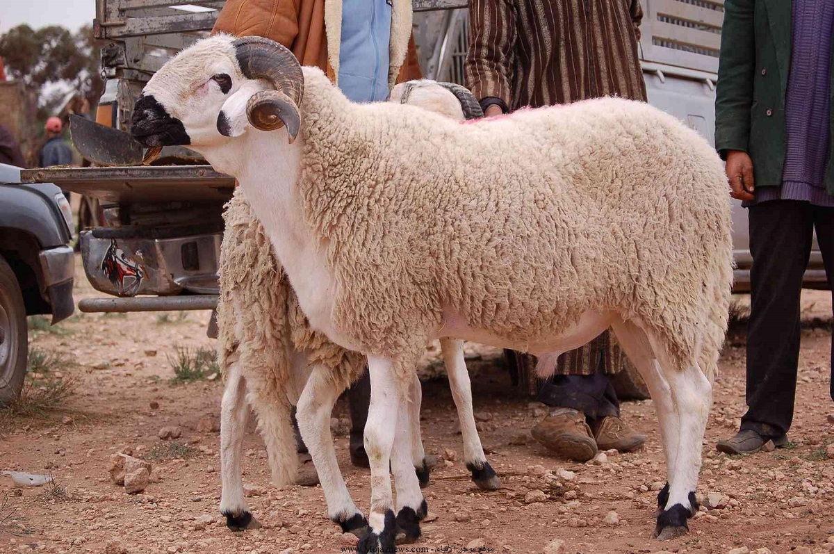 بمناسبة عيد الأضحى.. الحكومة تتخذ قرارا بخصوص رخص تنقل الحافلات