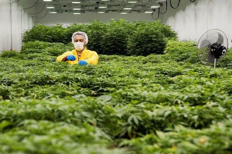 نقل القنب الهندي عبر شاحنات قانونية إلى مصنع مختص في إنتاج المنتوجات الطبية