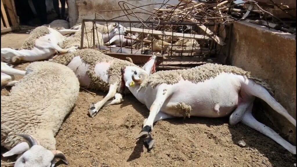 نفوق العشرات من رؤوس الأغنام في برشيد بسبب “العلف”
