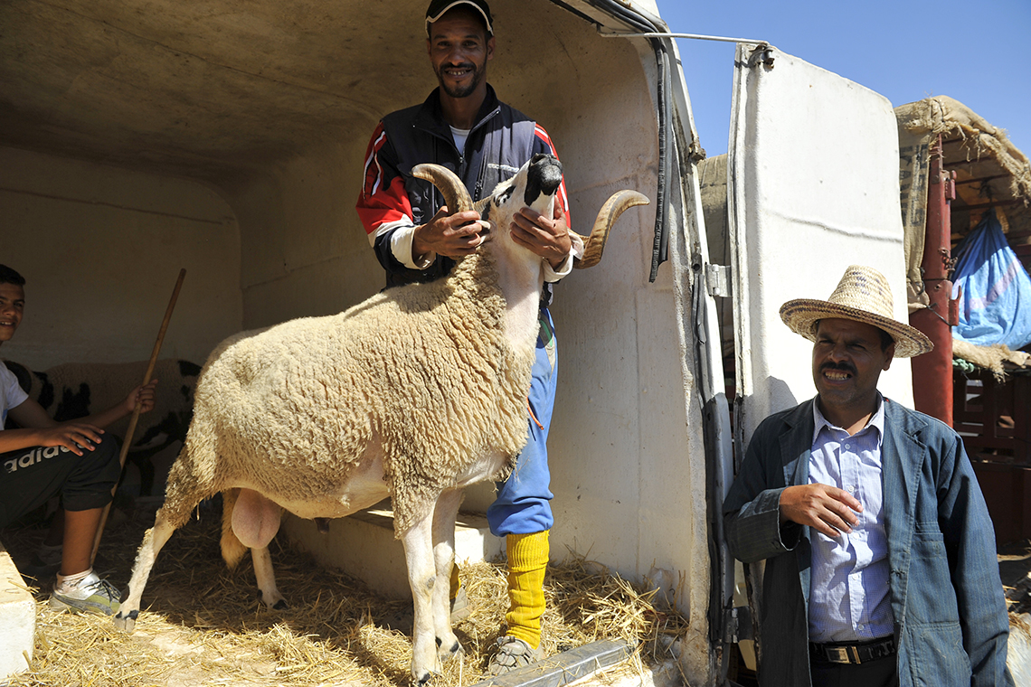 25% من أغنياء المغرب لا يمارسون شعيرة عيد الأضحى