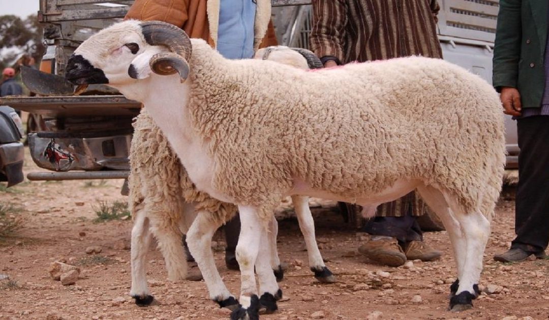 استطلاع رأي : 57٪ من المغاربة يريدون إلغاء عيد الأضحى