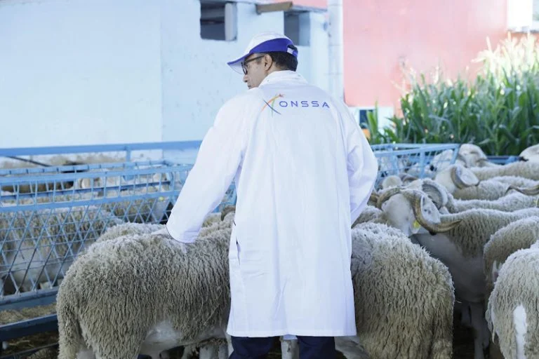 استئناف استيراد الأغنام الرومانية إلى المغرب بعد السيطرة على “مرض المجترات الصغيرة”.