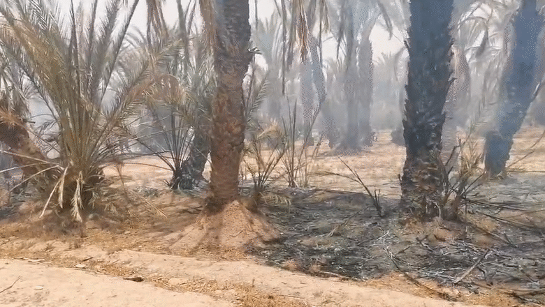 زاكورة: استنفار أمني واسع إثر اندلاع حريق مهول بواحة النقوب.